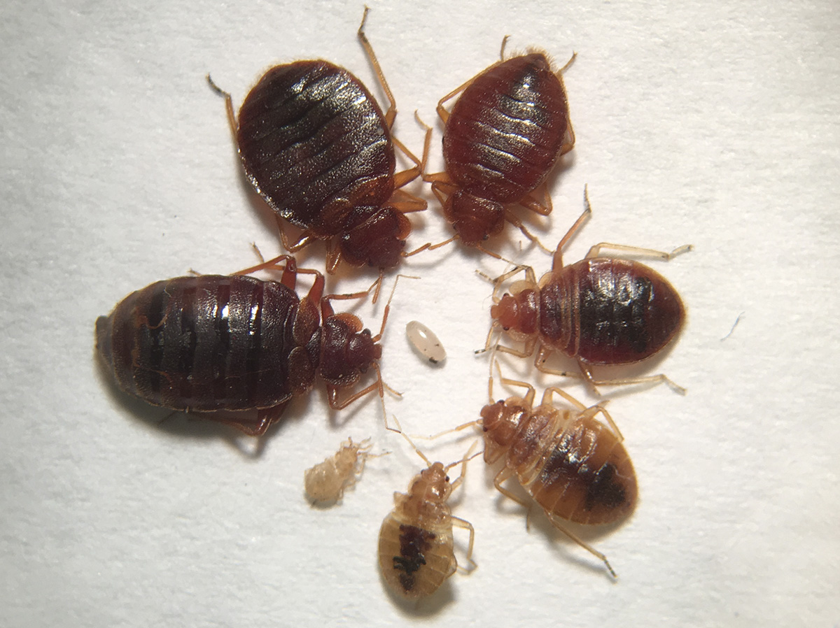 bed bug stages. bed bug stages and bed bug size.